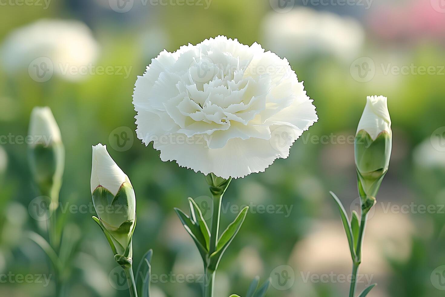 White Carnation Bloom with Buds in Sunlit Garden - Nature Photography for Floral Art photo