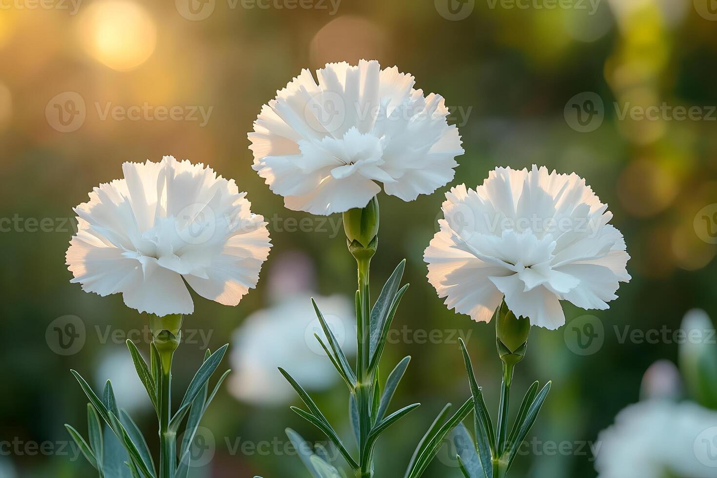 Serene White Carnations in Sunlit Garden - Nature's Elegance for Floral Design photo