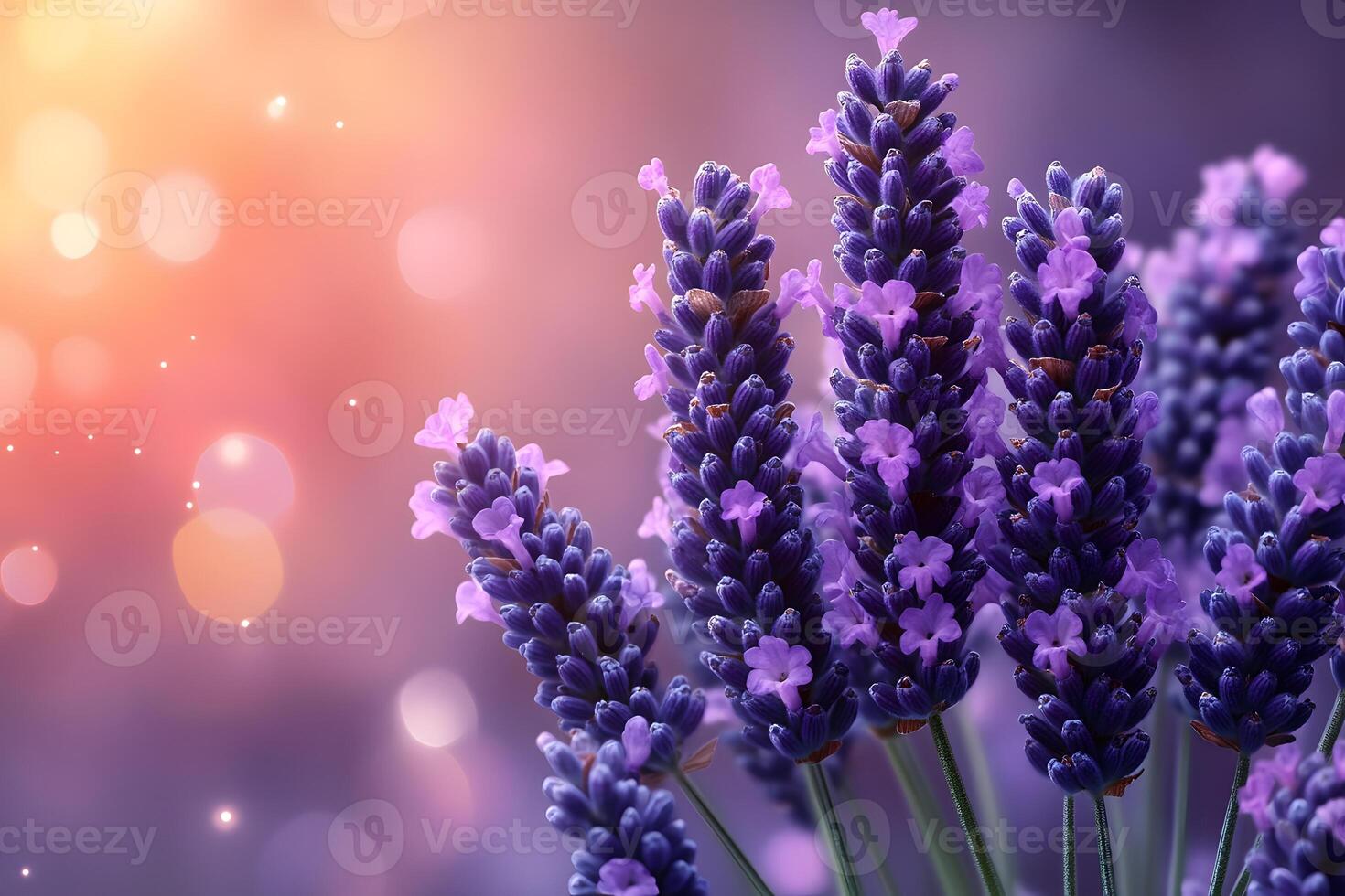 Lavender Blooms with Bokeh and Warm Sunset Lighting for Tranquil Ambiance and Aromatherapy Concepts photo