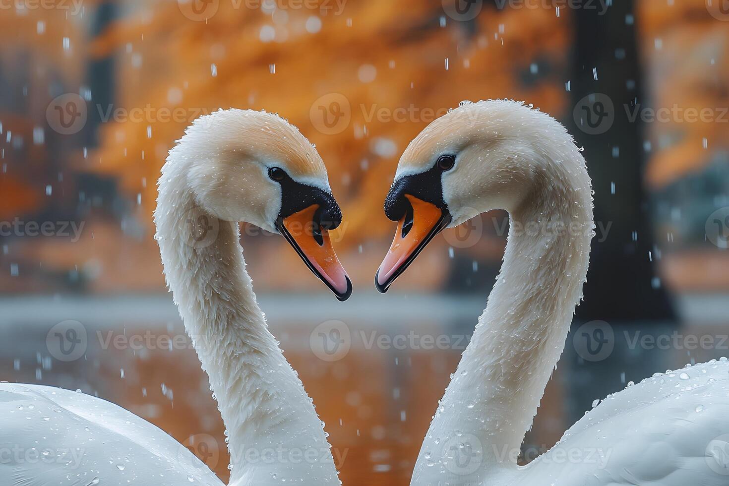 Romantic Swan Pairing in Autumn Rain for Nature Lovers and Decor photo