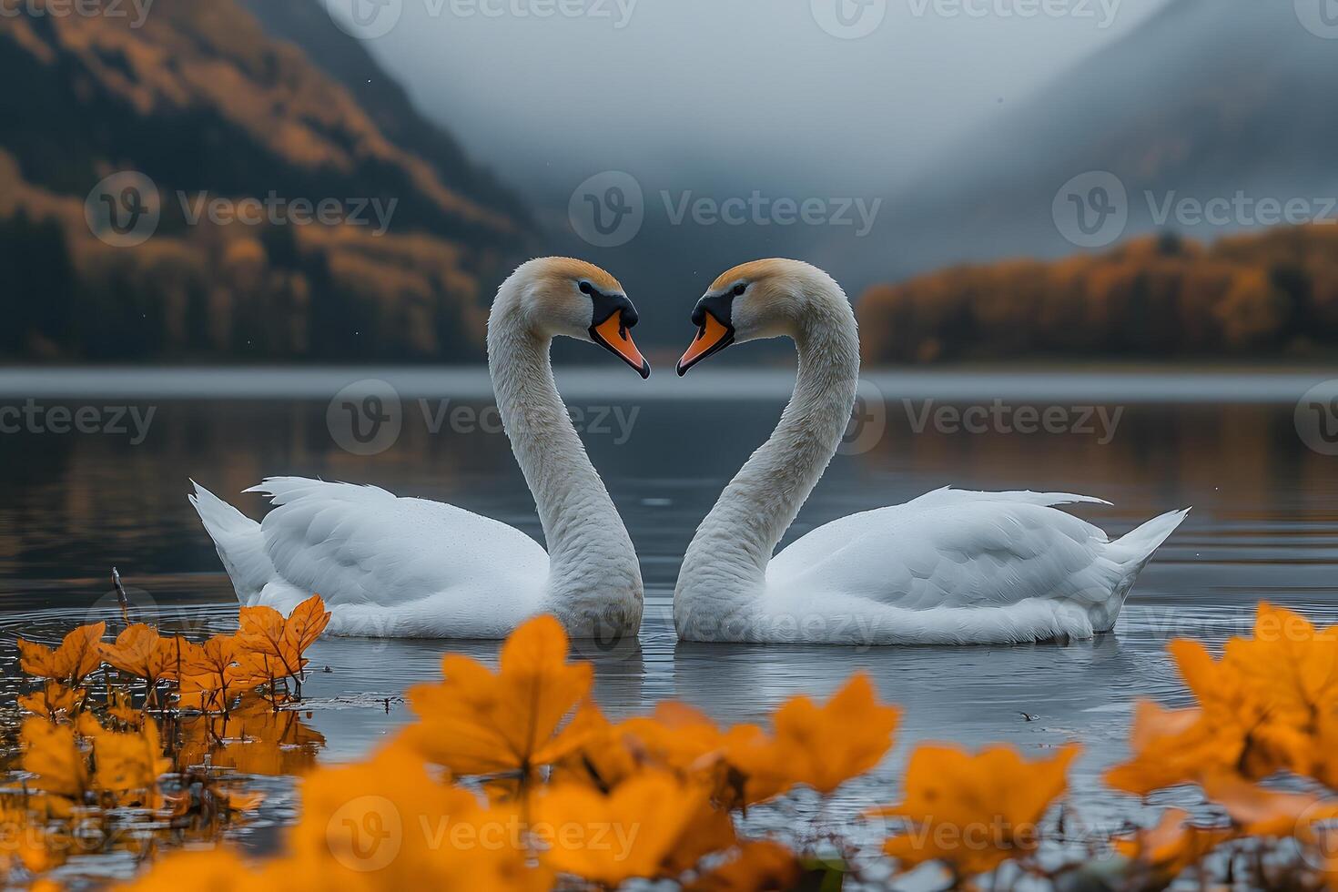 Romantic Autumn Scene Two Swans in Tranquil Lake Surrounded by Fall Foliage photo
