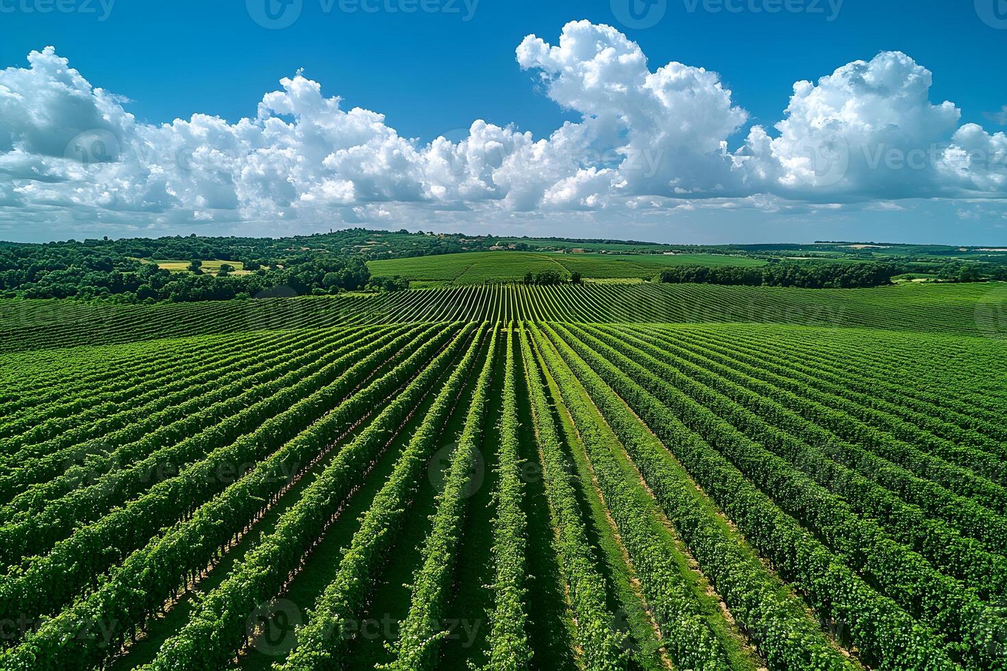 Verdant Vineyard Landscape Under Vibrant Sky for Agricultural Design and Scenic Poster photo