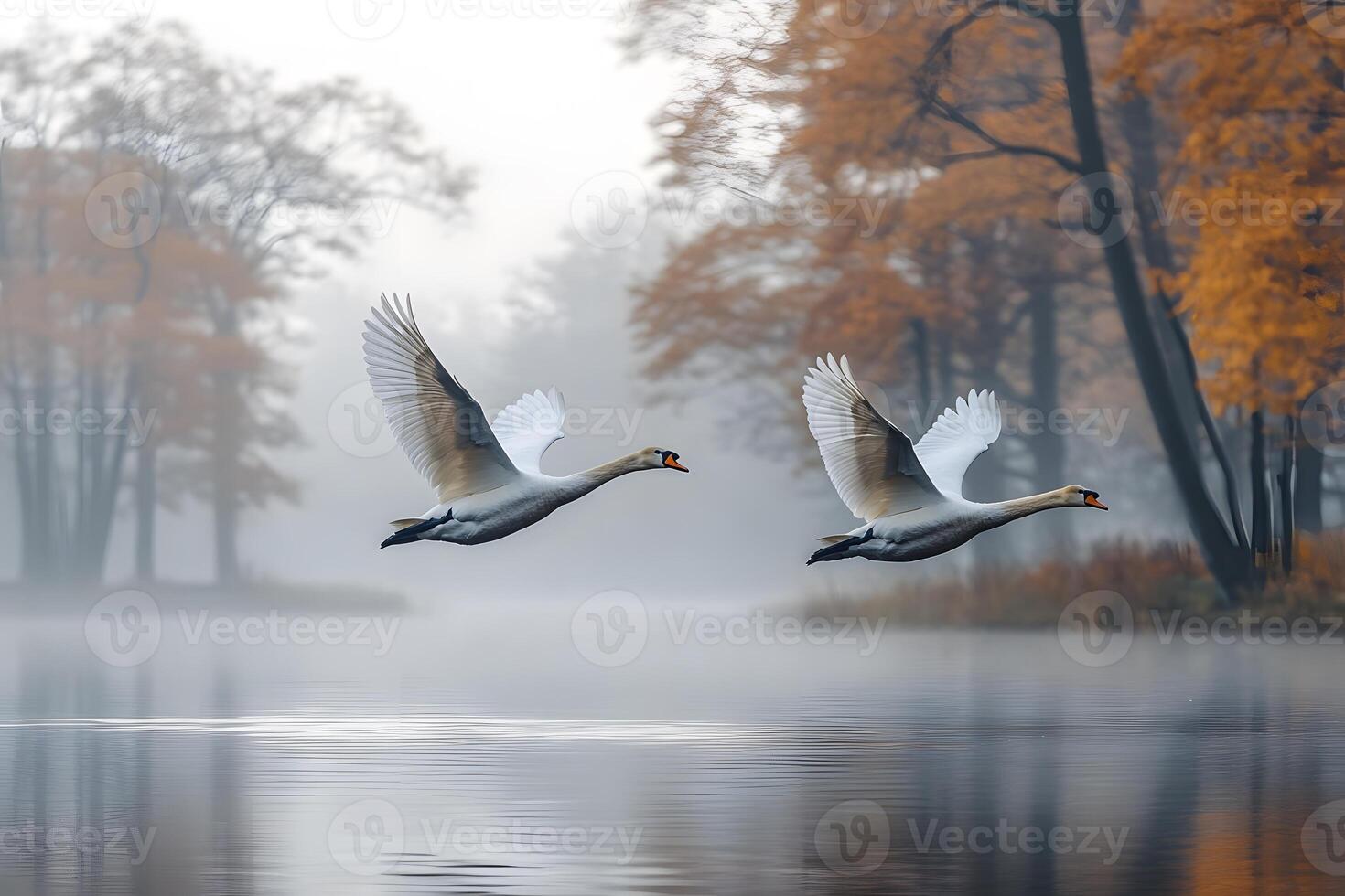 Elegant Swans in Flight Over Misty Autumn Lake photo
