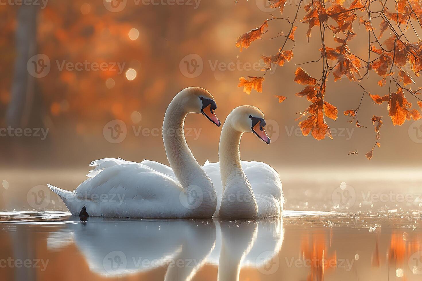 Romantic Autumn Swans on Tranquil Lake with Golden Foliage photo