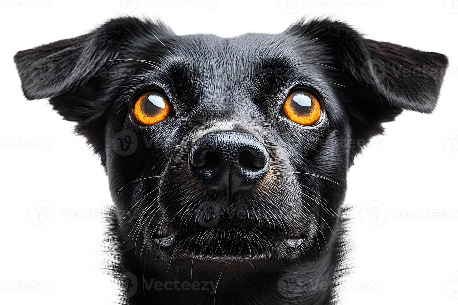 Close-Up Portrait of Black Dog with Amber Eyes on White Background for Pet-Themed Design photo