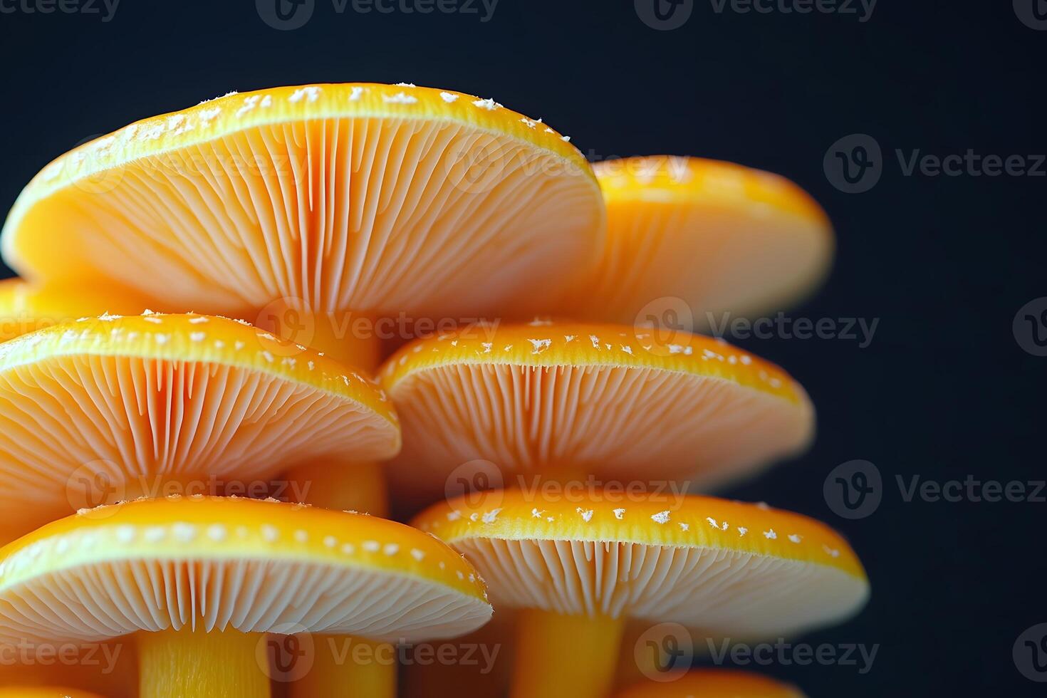 Vibrant Golden Mushrooms with Detailed Gills in Natural Glow photo