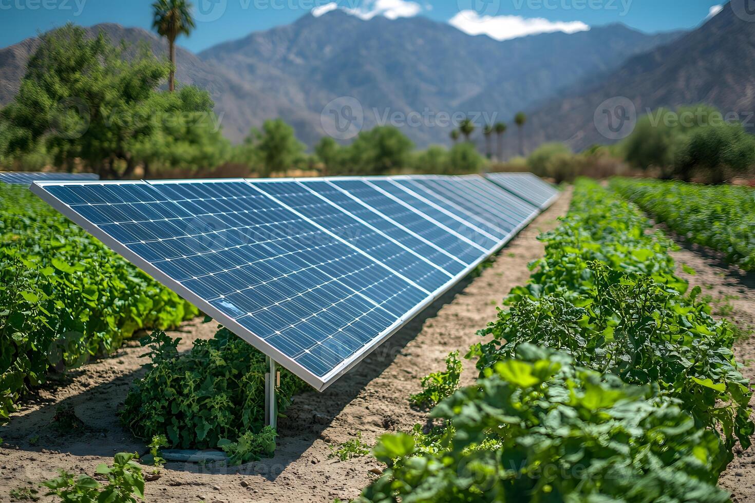 Solar Panels in Agricultural Field for Sustainable Energy and Farming Practices photo