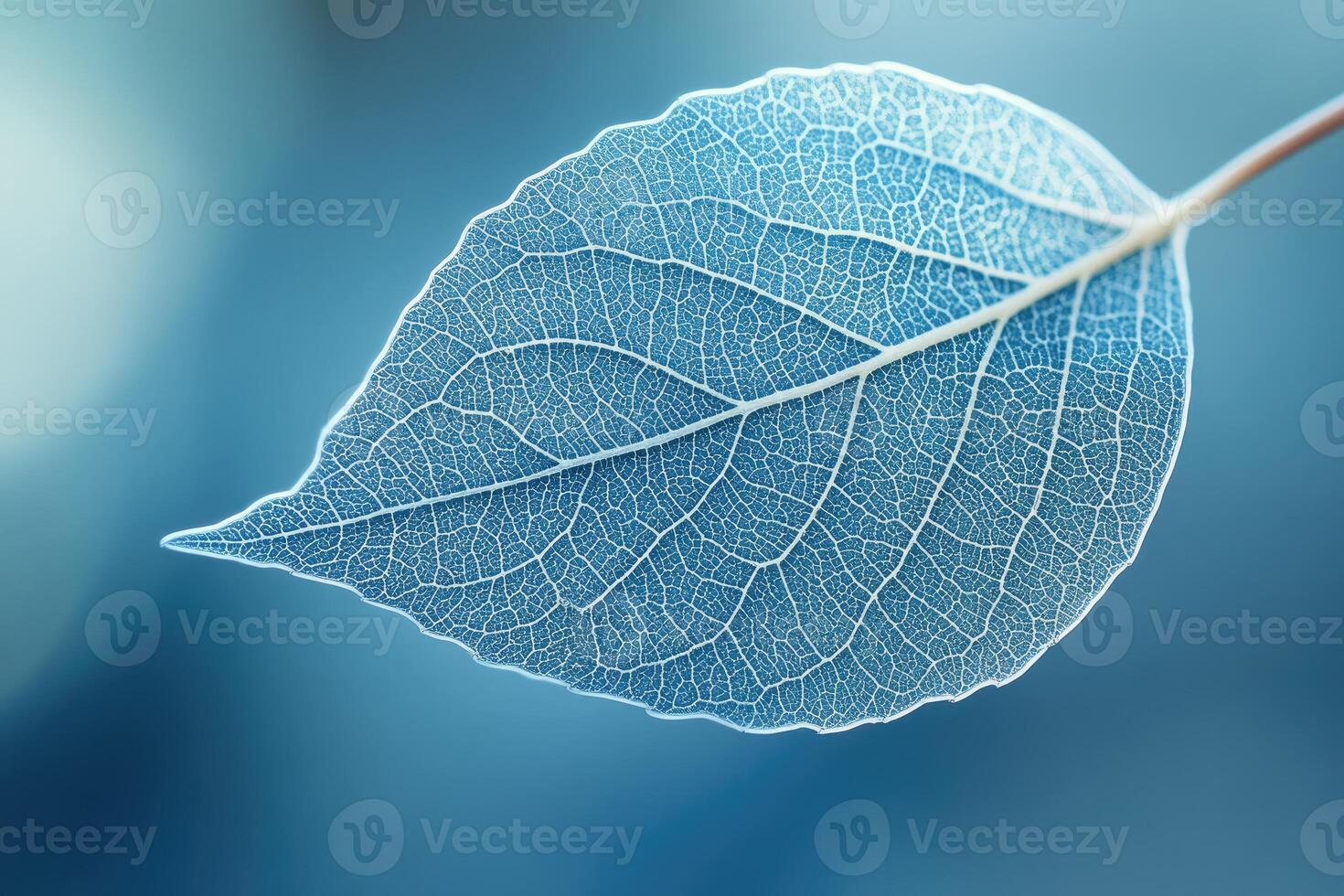Close-up of translucent leaf showing intricate vein structure on blue background photo