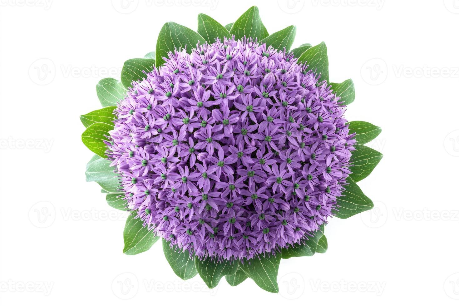 Blooming purple allium flower head showing tiny florets and green leaves on white background photo