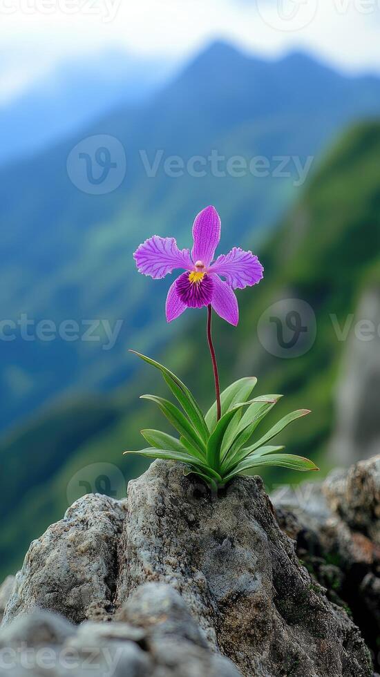 Purple orchid growing on rock in mountain landscape photo