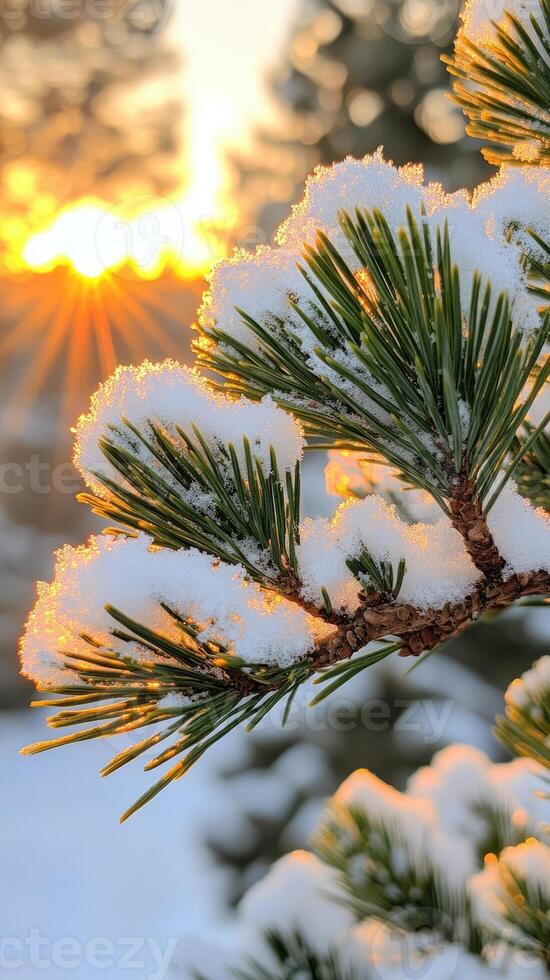Snow covered pine tree branch at sunset in winter photo