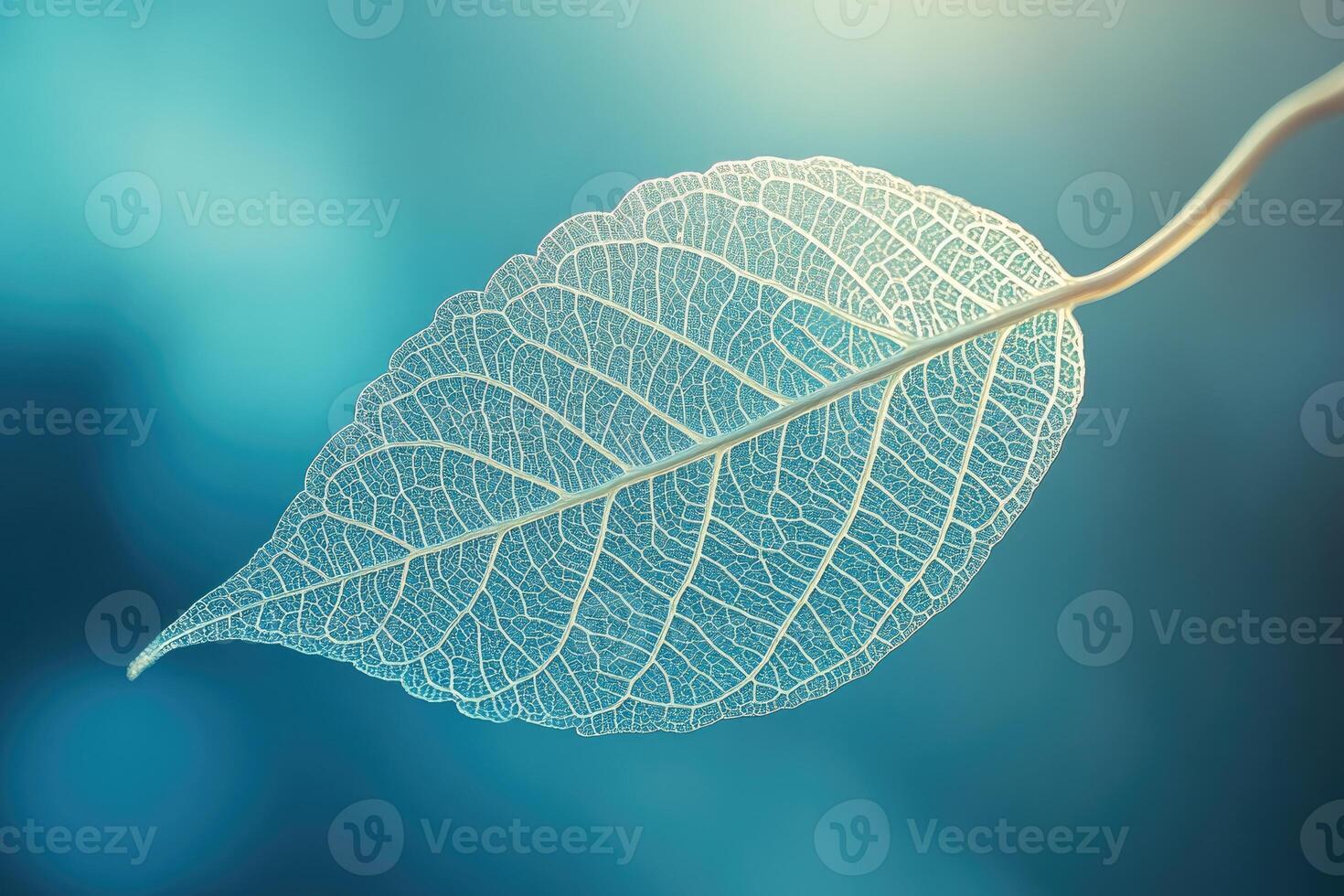 Close-up of translucent leaf showing intricate vein structure on blue background photo