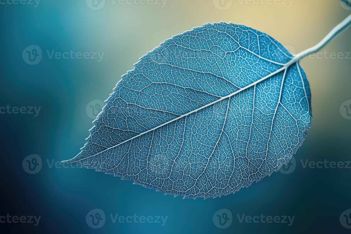 Close-up of translucent leaf showing intricate vein structure on blue background photo