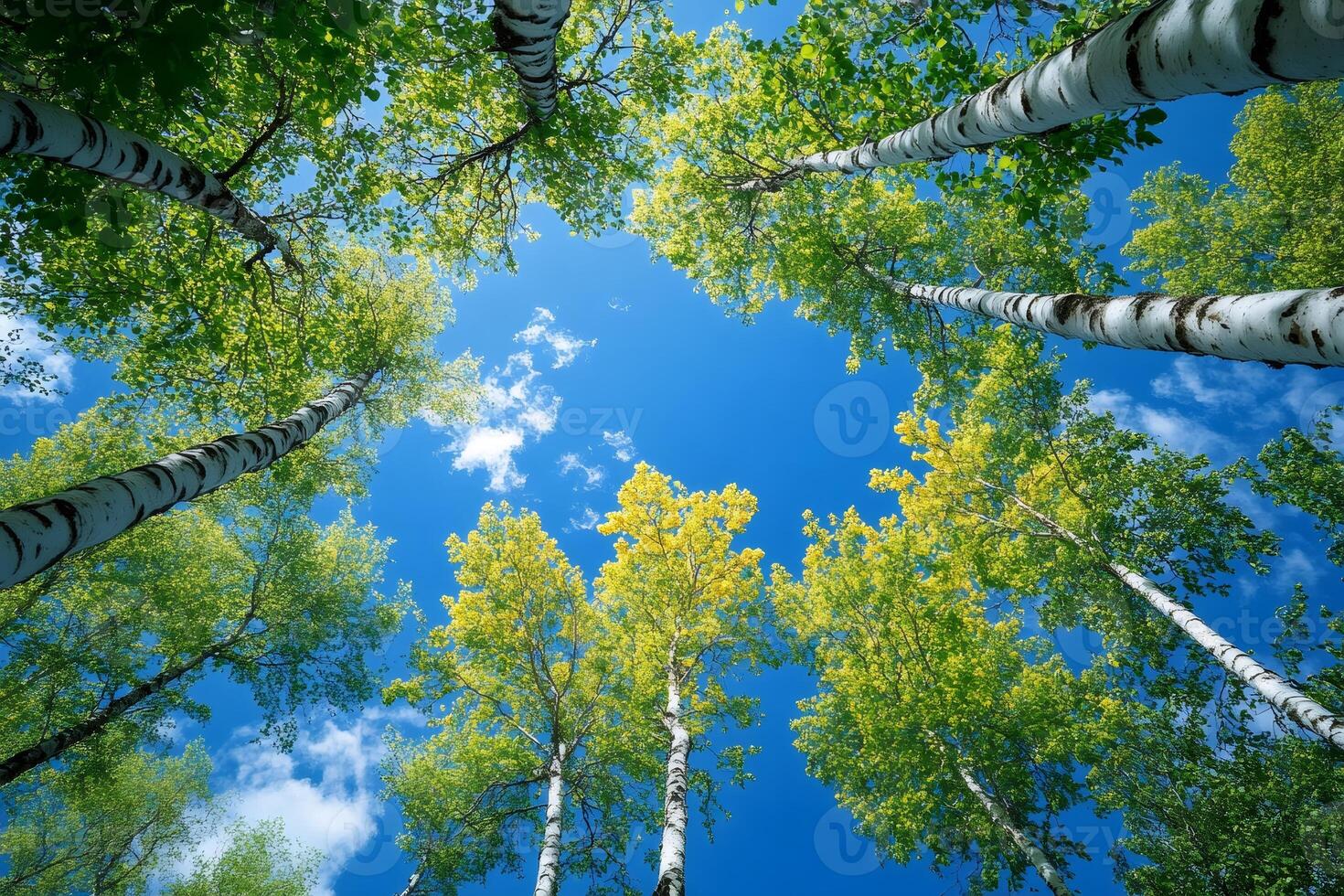 Birch trees reaching for the blue sky on a sunny day photo