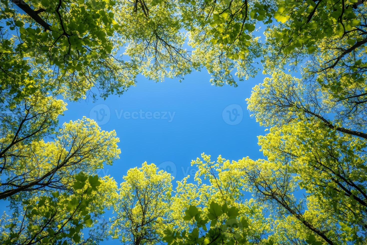Green treetops framing vibrant blue sky on sunny day photo