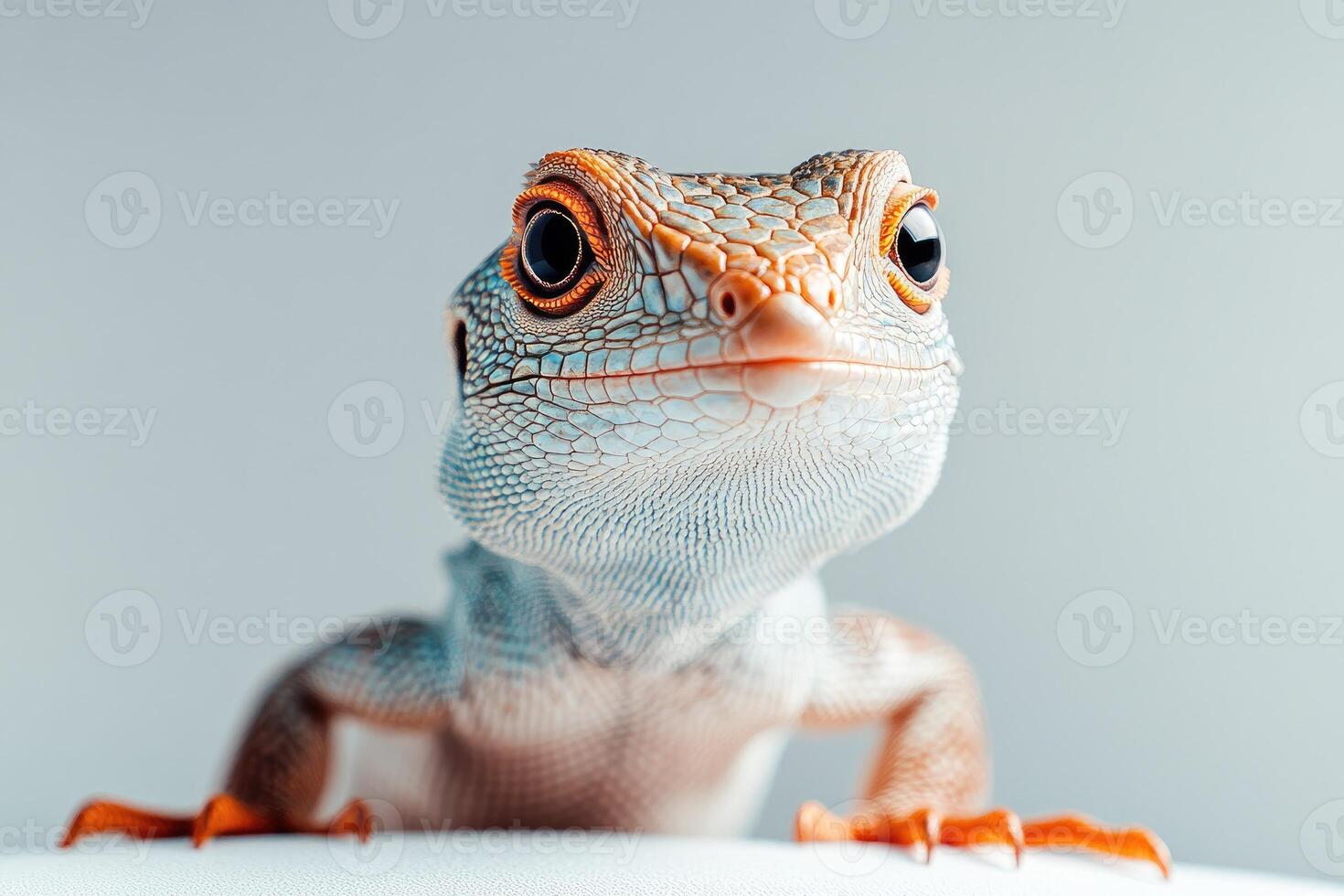 Close-up of butterfly agama lizard showing colorful skin and scales photo