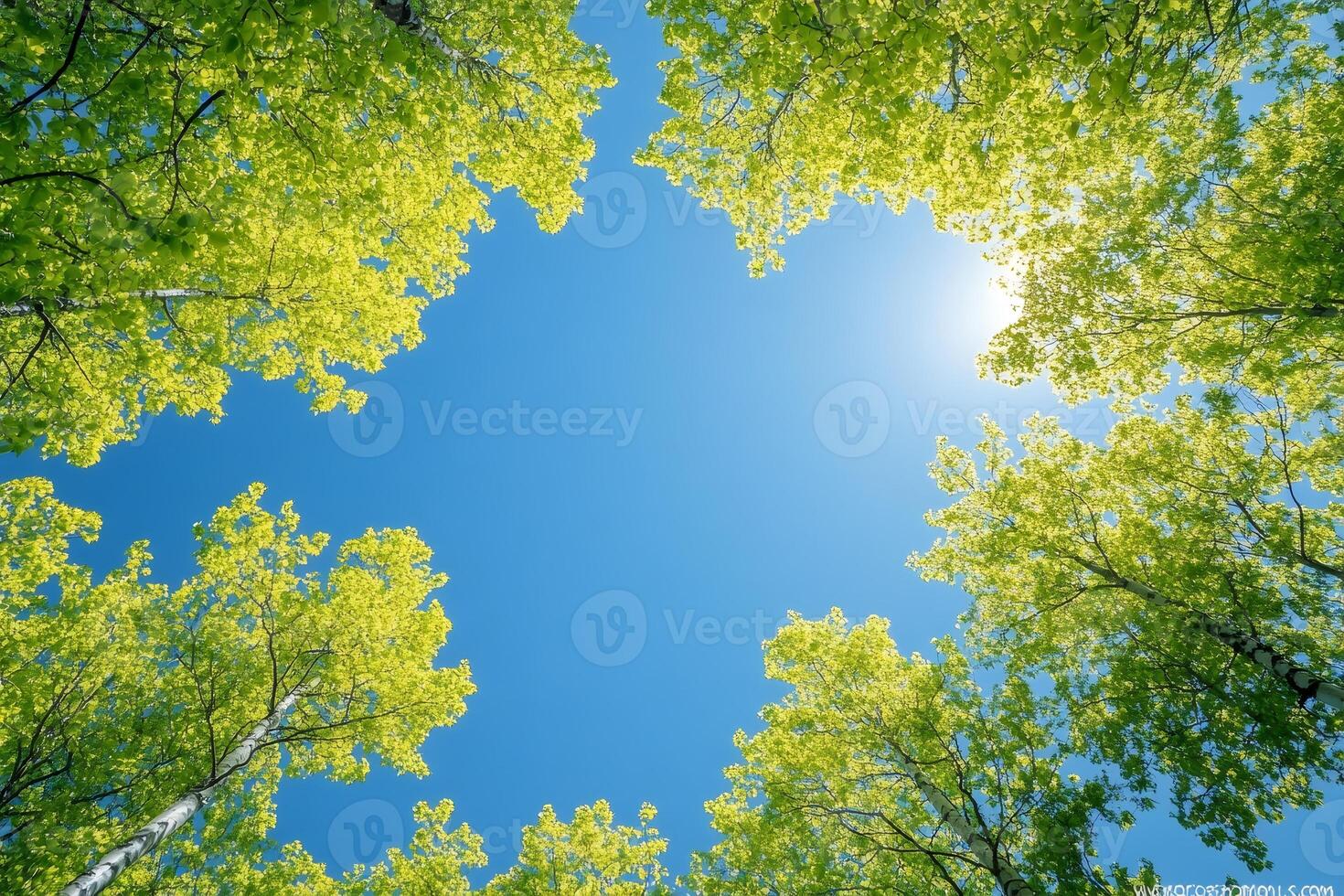 Sunlight shining through green spring leaves canopy photo