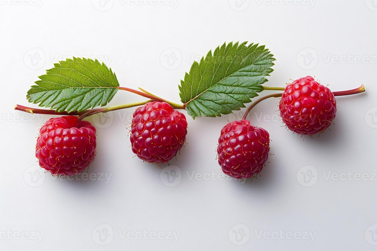 Fresh raspberries growing on a branch with green leaves photo