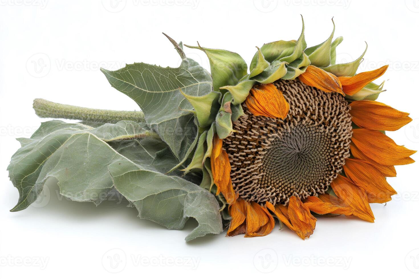 Withering sunflower showing signs of decay on white background photo