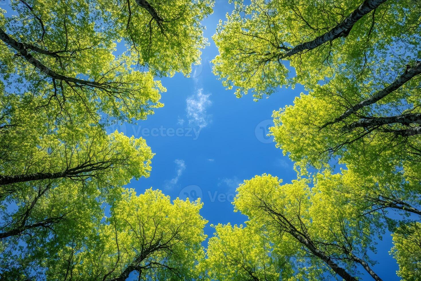 Green treetops framing patch of blue sky on sunny day photo