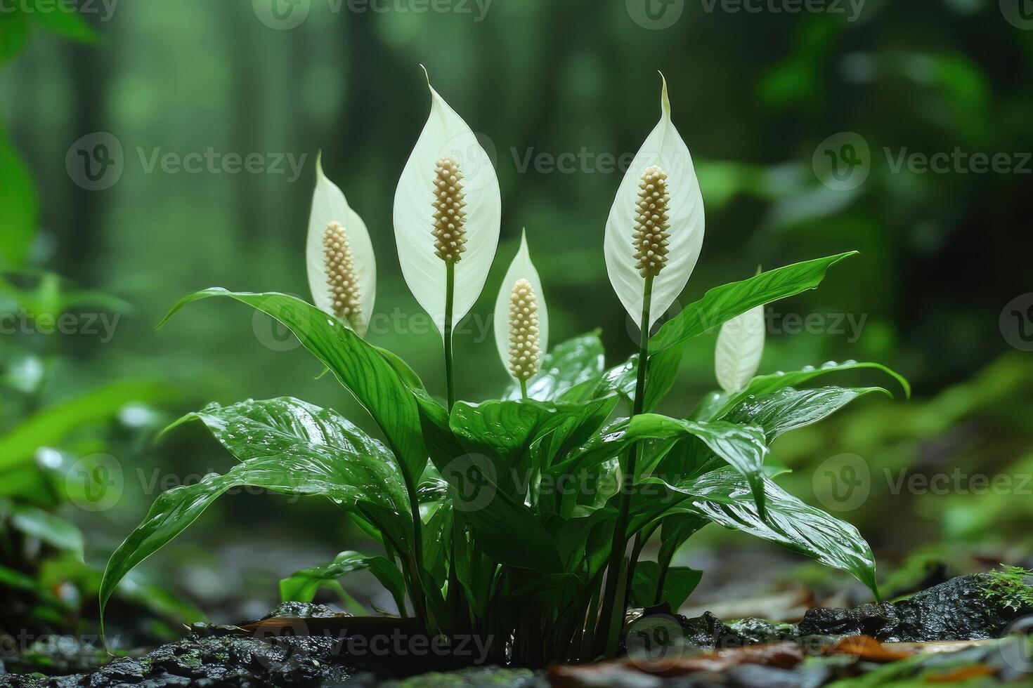 Peace lily flowers growing in lush tropical rainforest photo
