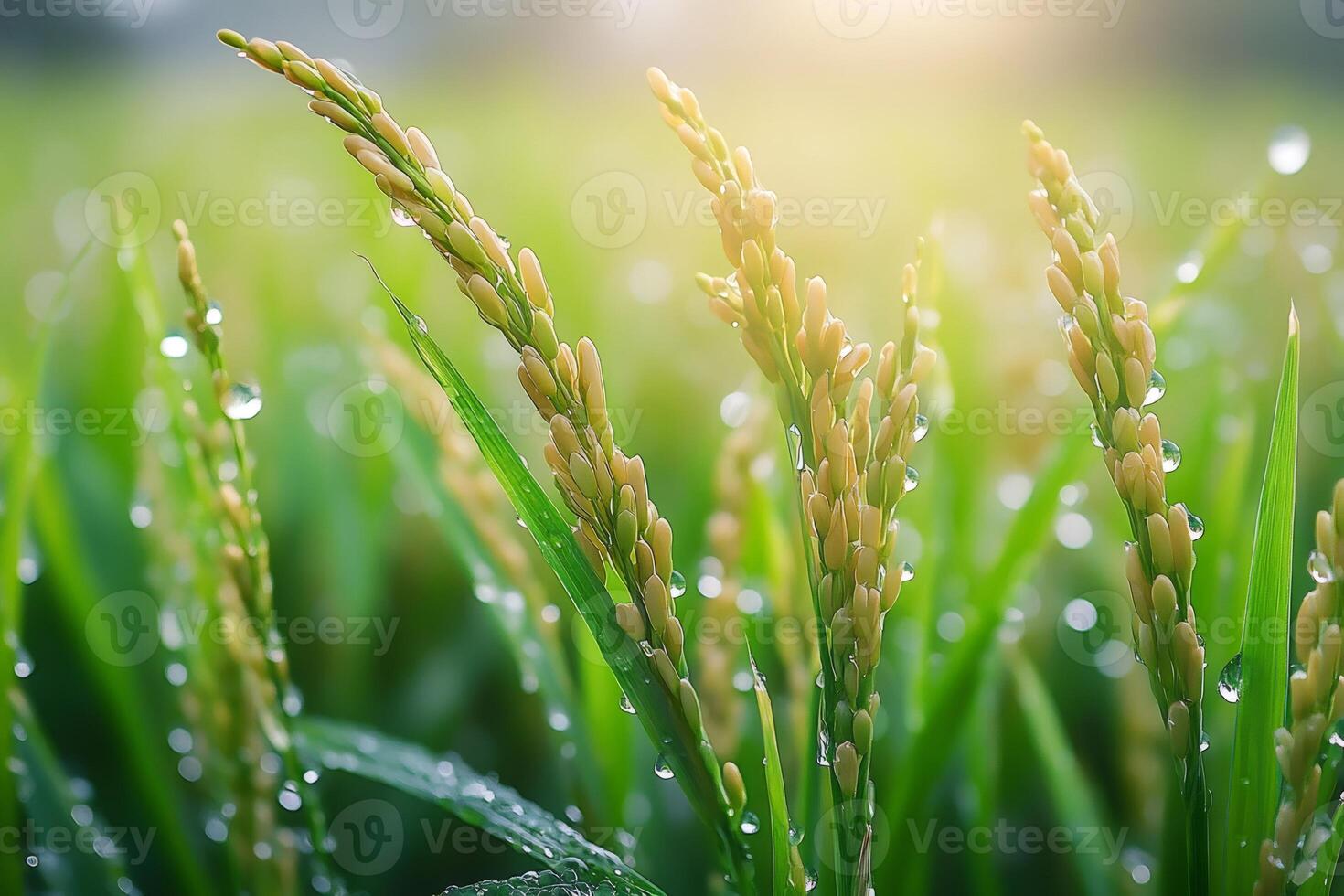 Close-up of rice stalks growing in paddy field with dew drops photo