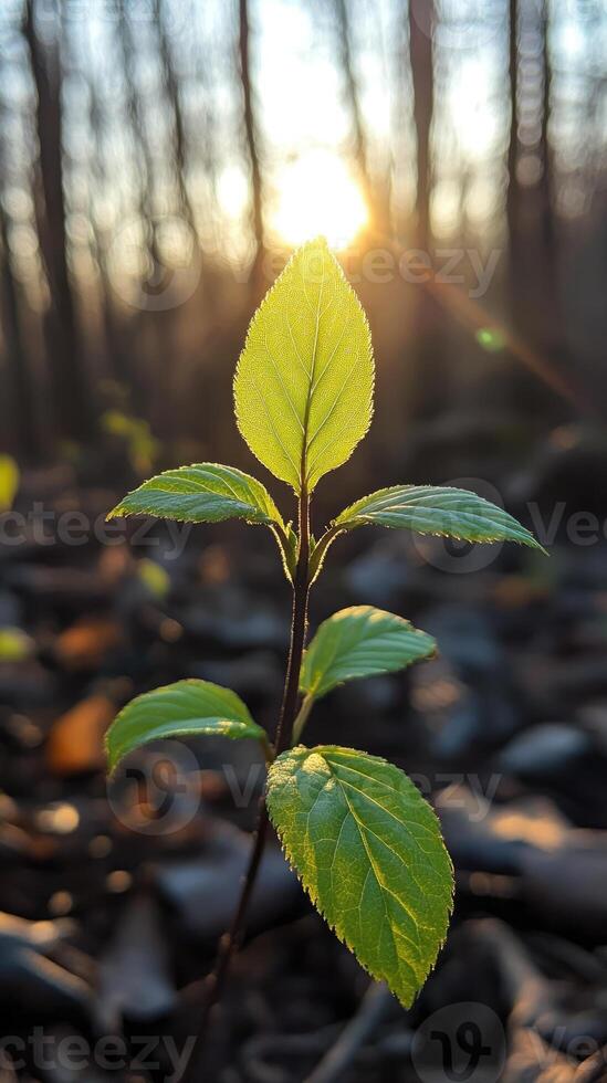 New green leaves growing in spring forest at sunset photo