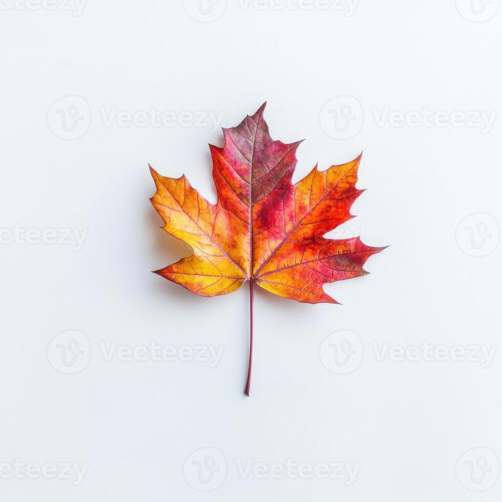 Colorful autumn maple leaf showcasing vibrant hues on a white background photo