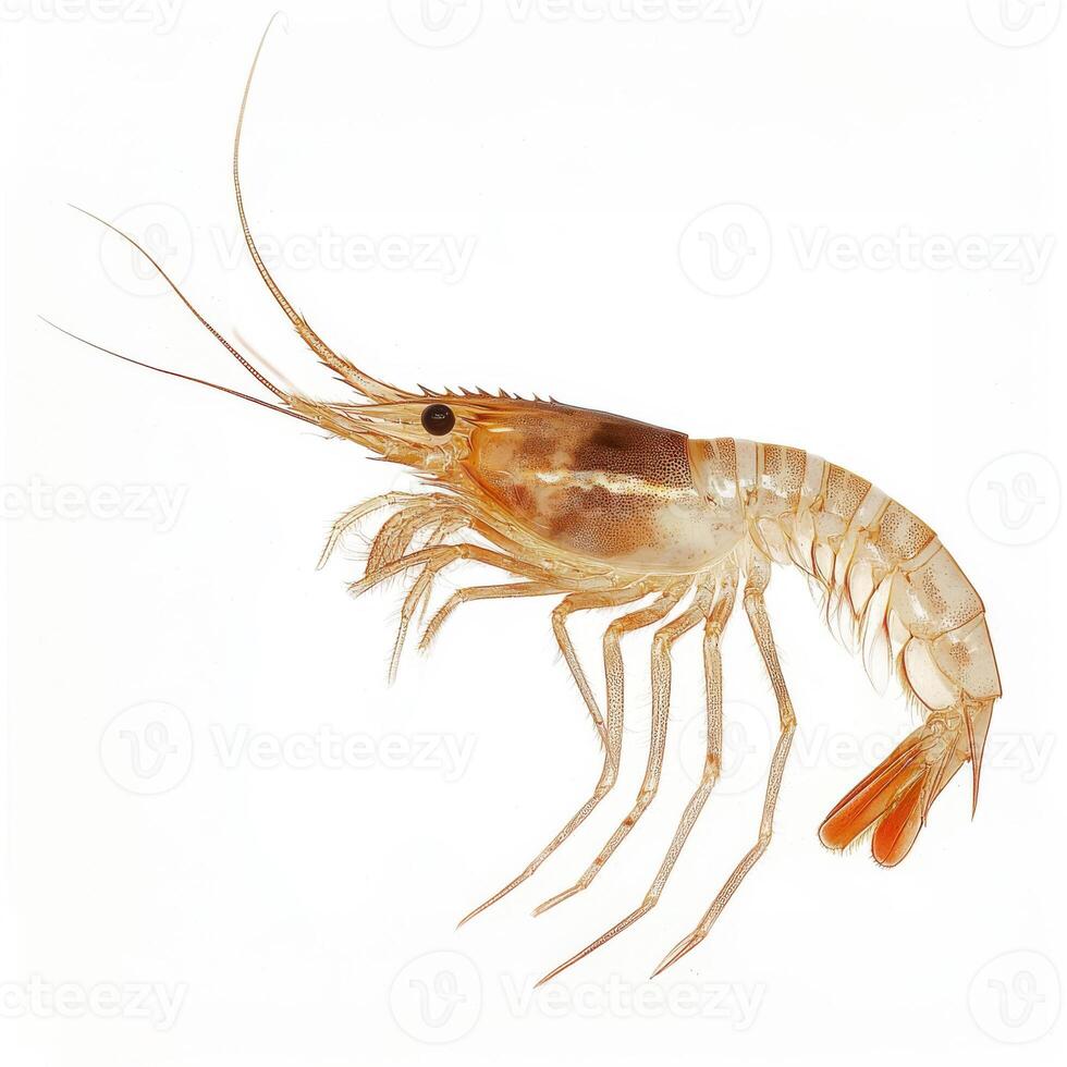 Detailed close-up of a shrimp showcasing its anatomy and features in natural lighting on a white background photo