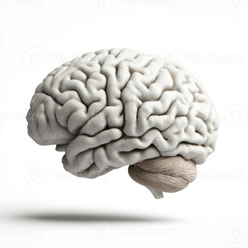 Realistic 3D illustration of a human brain floating in a minimalist setting photo