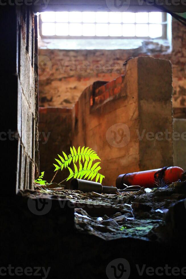 Fern and disposed fire extinguisher in ruined factory building photo