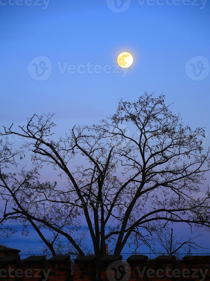 Tree silhouette and full moon behind a row of pinnacles photo