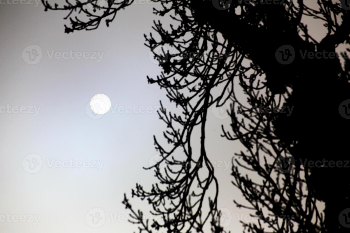 Sun behind dense mist with backlit tree in foreground photo