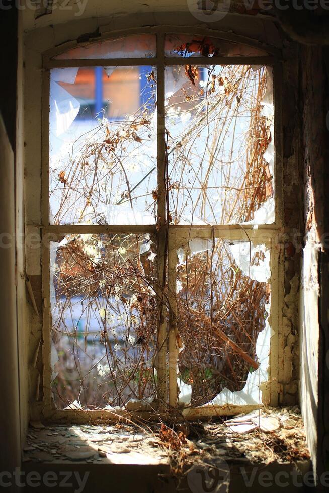 Overgrown and broken window in an old house photo