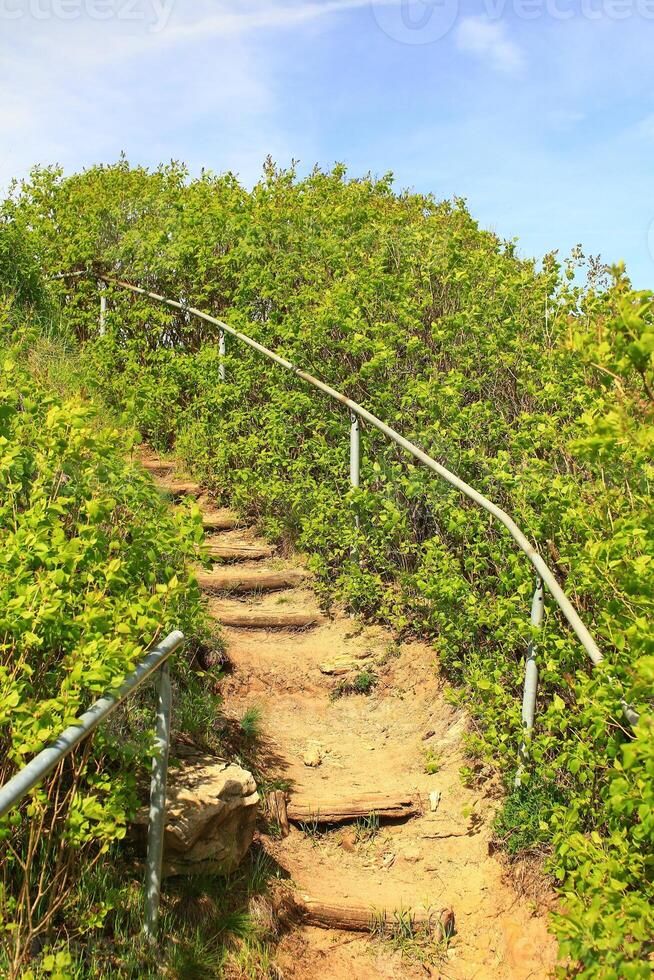 Simple steps leading up on a mountain in Germany through shrubbery photo