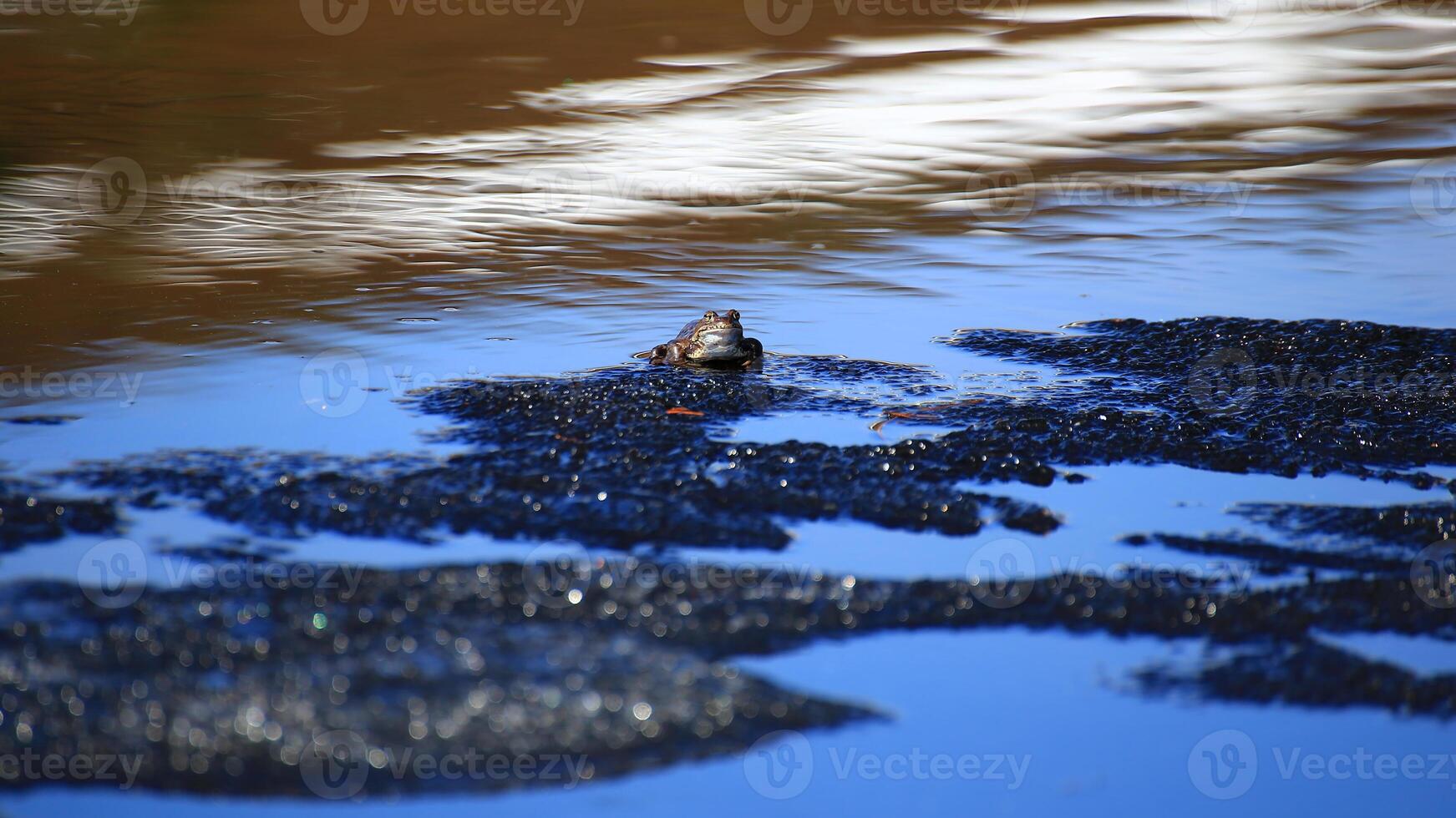 Common grass frog Rana temporaria sitting on a small ice floe photo