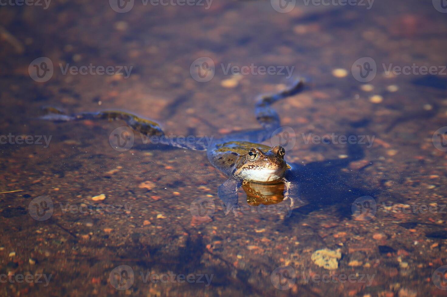 Single common grass frog Rana temporaria swimming in shallow water photo