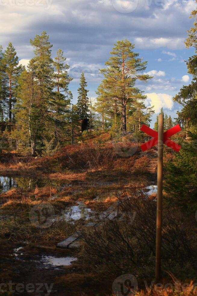 Planks leading through swamp a red cross as trail marking in northern Sweden photo