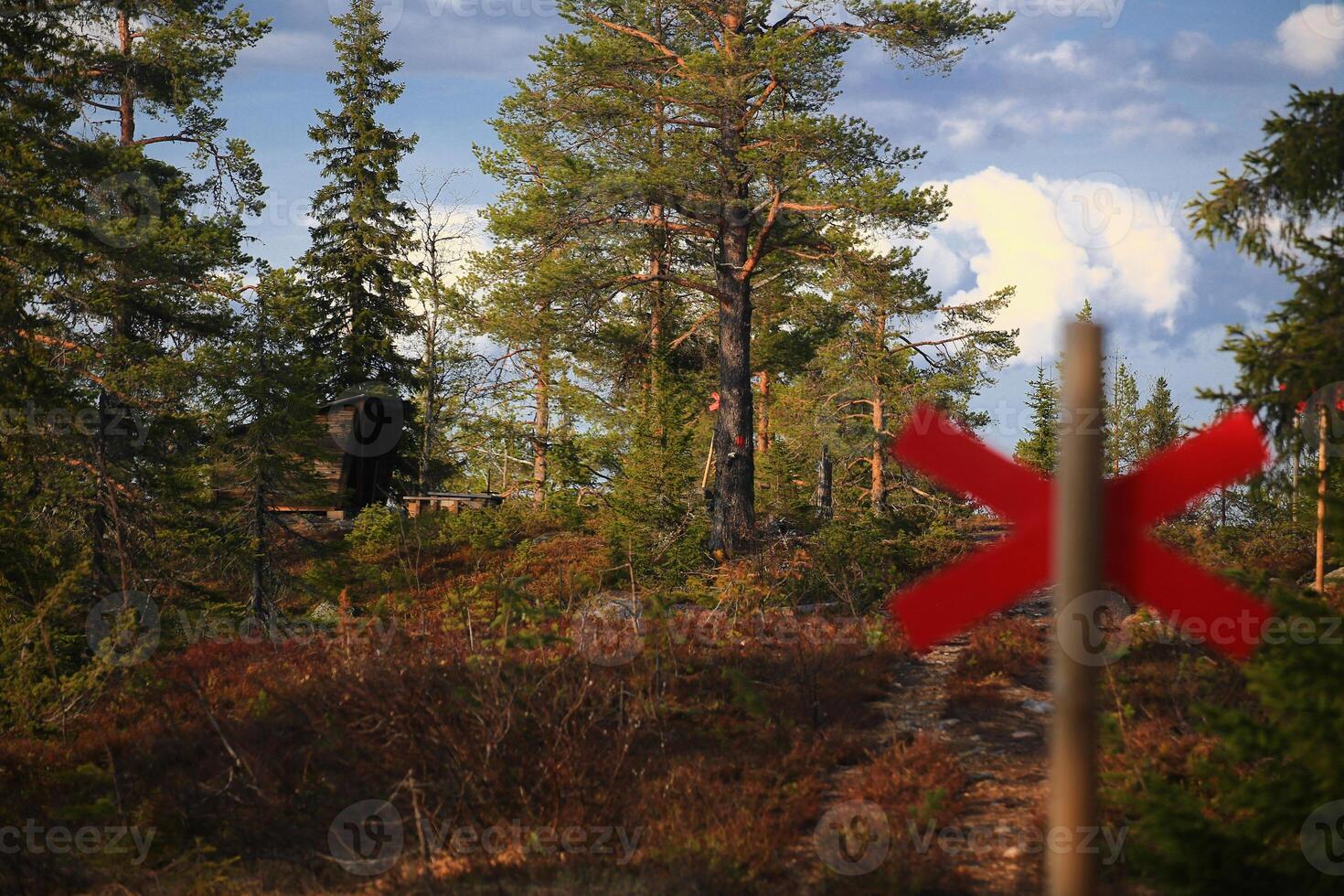 A red cross as trail marking in forest in northern Sweden photo