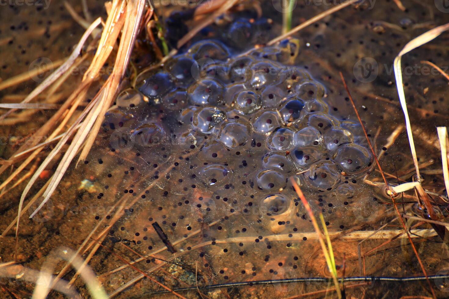 Common grass frogs Rana temporaria spawn between grass in shallow water photo