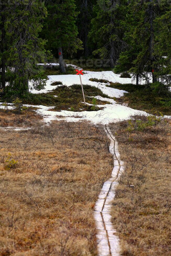 Planks leading through bog in northern Sweden, snow is blocking the way photo