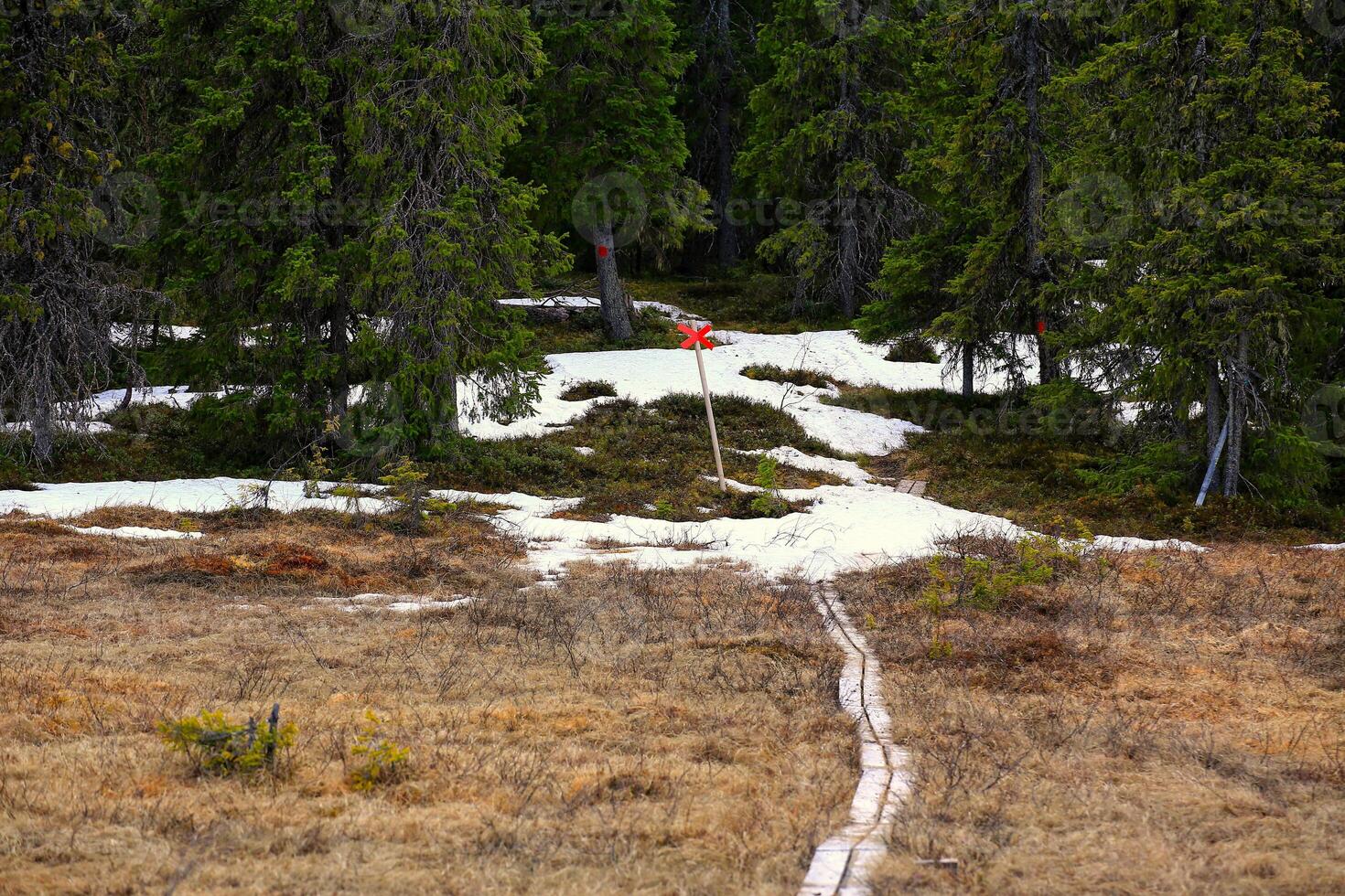 Planks leading through bog in northern Sweden, snow is blocking the way photo