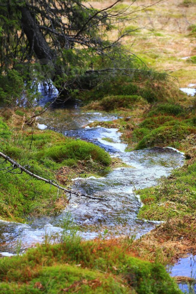 Fresh water flowing along a small creek in the forest photo