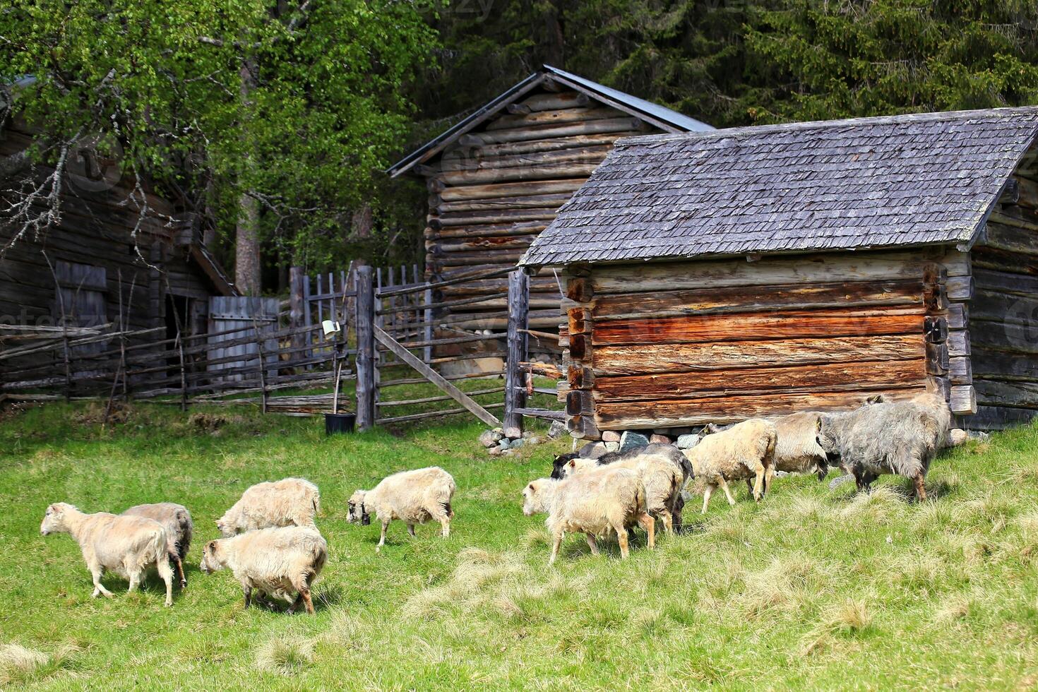 Herd of sheep in front of farm buildings photo