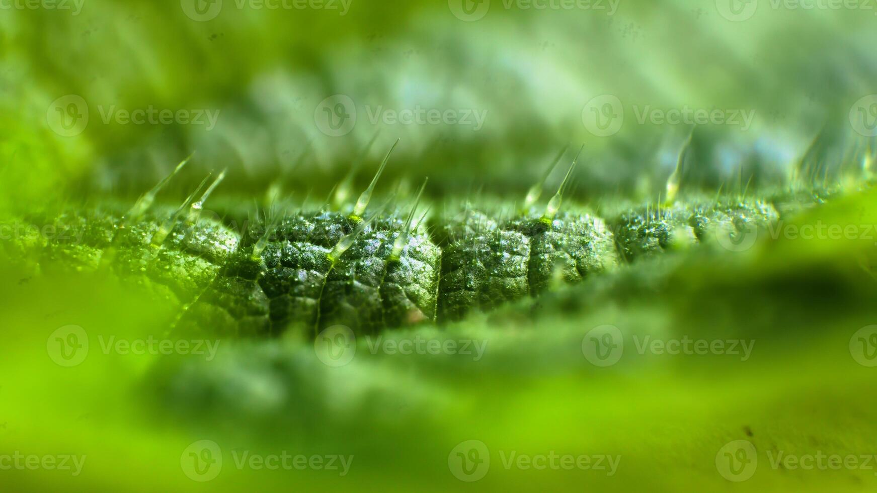 Extreme close up focus stack of a leaf of the stinging nettle, showing the stinging hairs photo