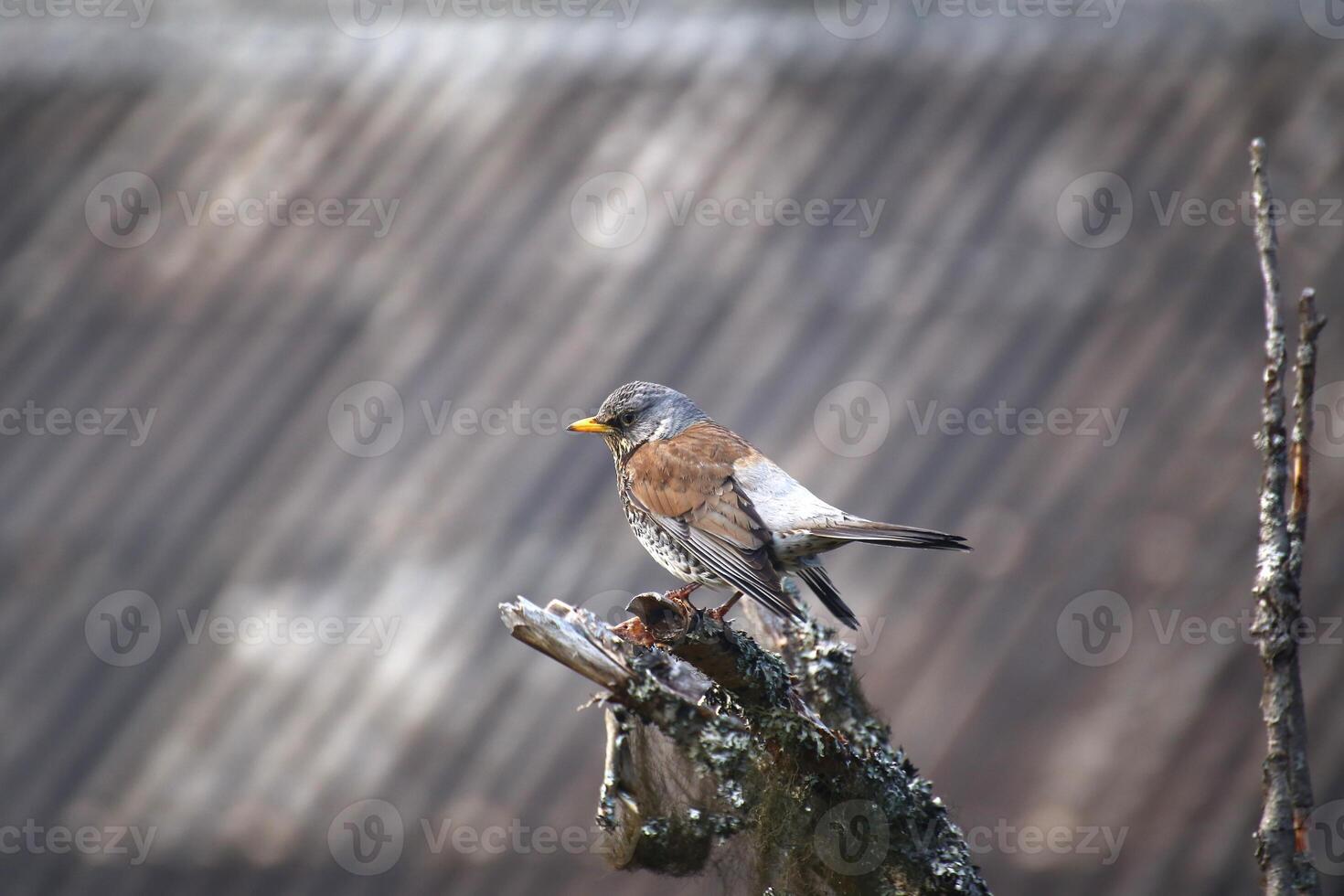 Fieldfare Turdus pilaris sitting on a branch in front of roof structure photo