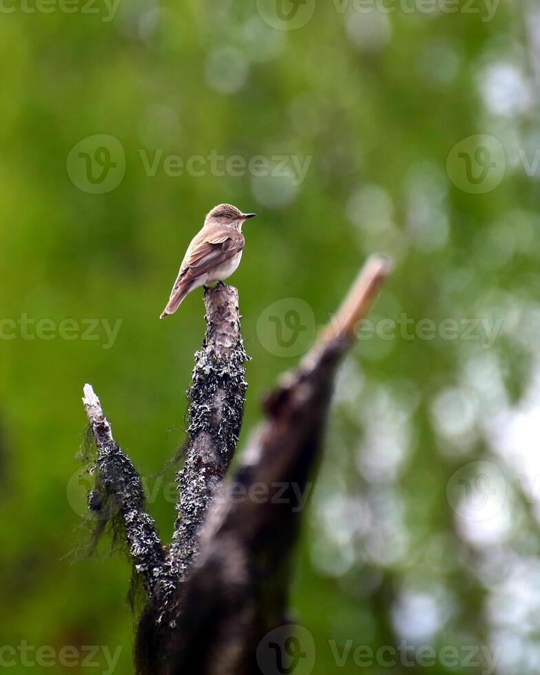 Female European pied flycatcher Ficedula hypoleuca sitting on a tree branch with its eyes closed photo
