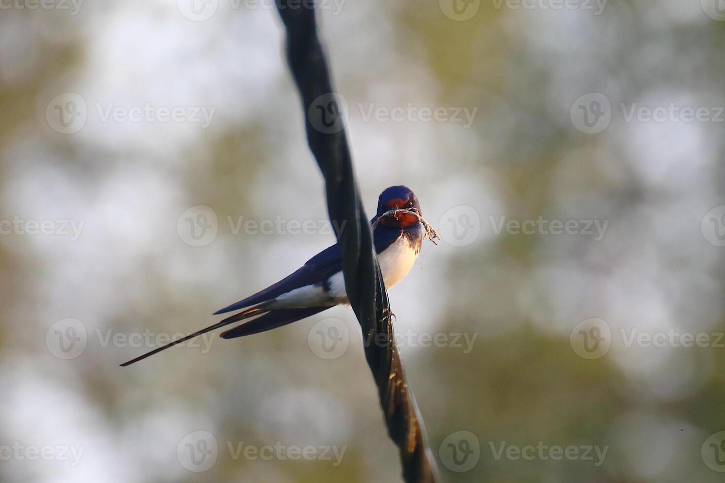 Barn swallow Hirundo rustica sitting on power line with nesting material gathered in its beak photo