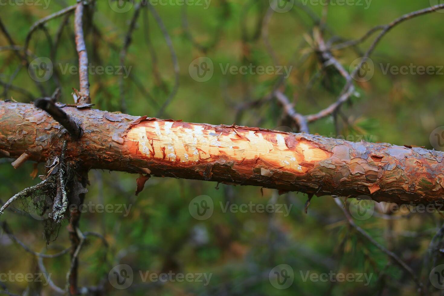 Damage on a fallen pine caused by moose photo