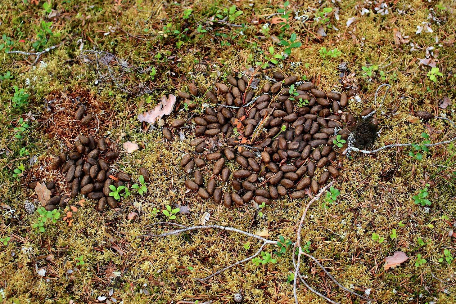 Moose feces on the mossy forest ground photo